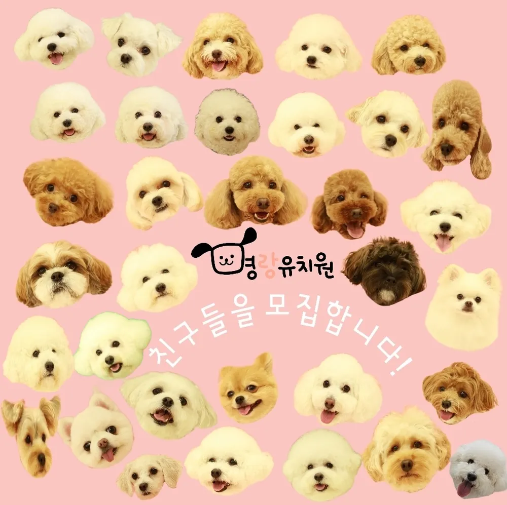 명랑 인천애견유치원 대표 이미지
