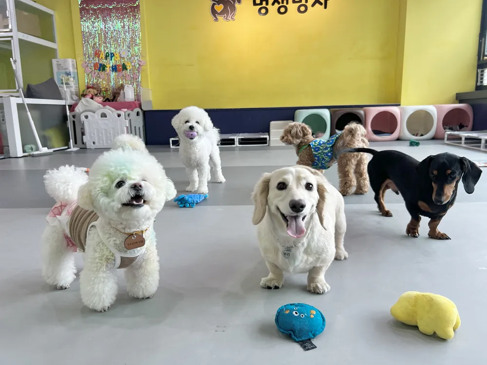 멍생멍사 애견호텔 애견유치원 대표 이미지