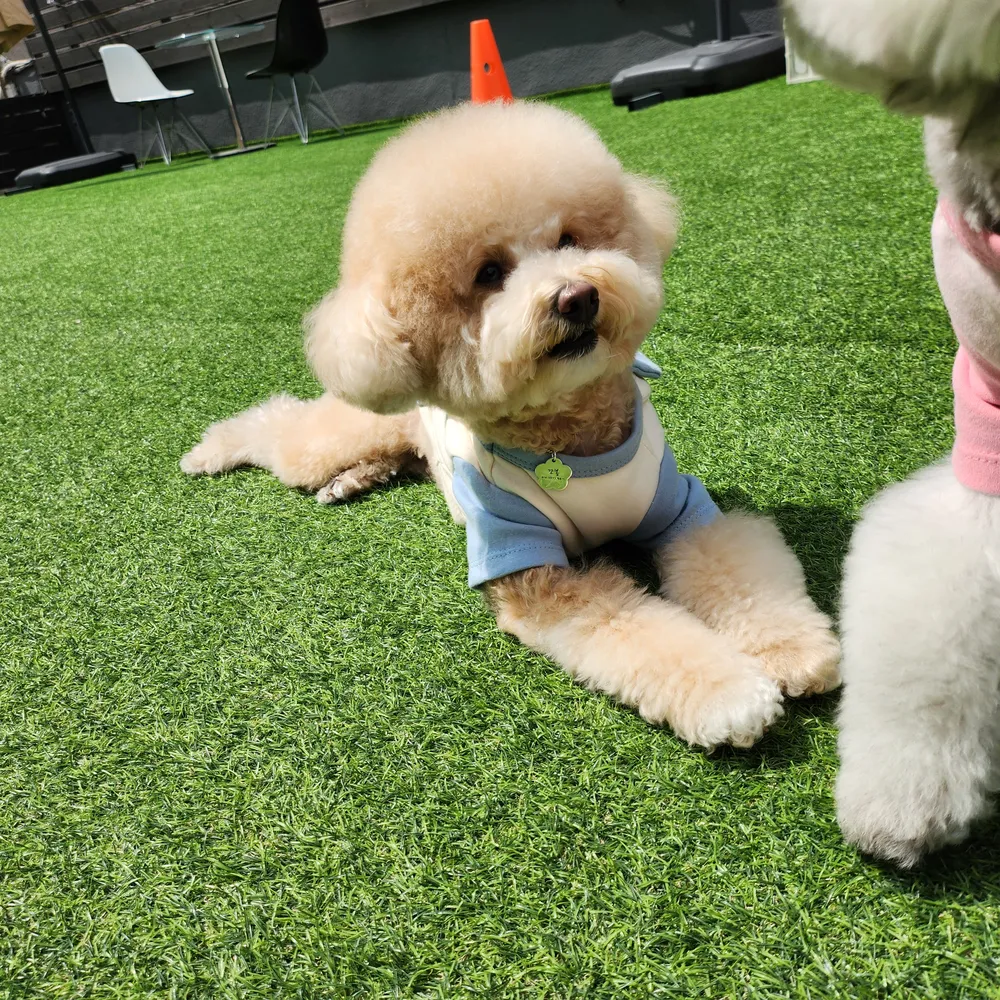 뛰뛰 애견 유치원 대표 이미지