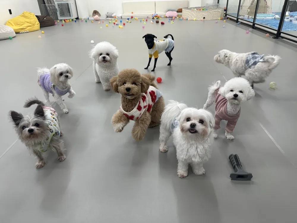 댕이의하루,애견유치원 애견호텔 대표 이미지