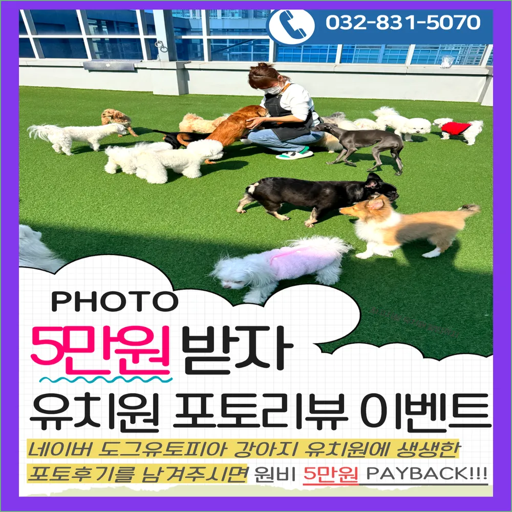 도그유토피아 강아지 유치원 대표 이미지