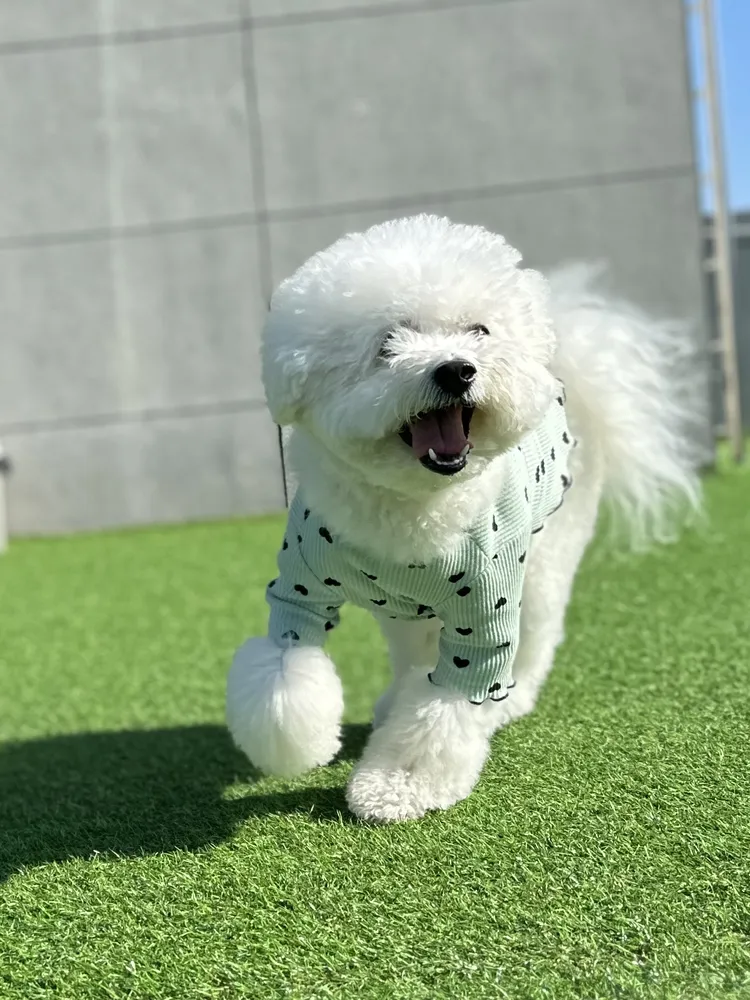 모글리몽 대표 이미지