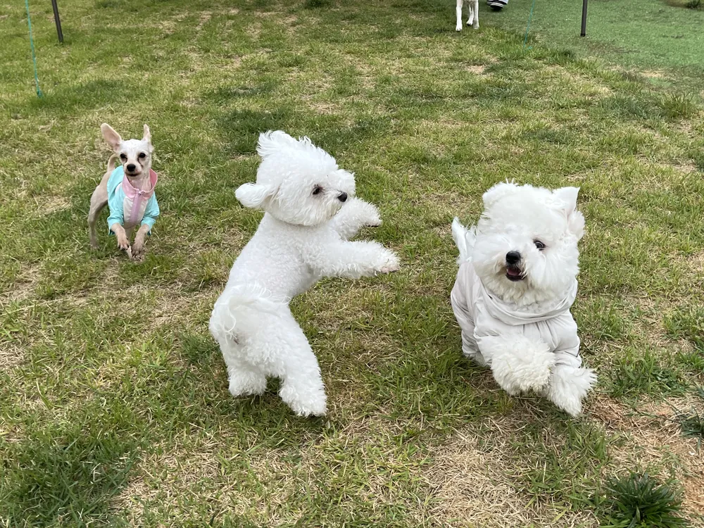같이할개 반려견유치원 대전점 대표 이미지