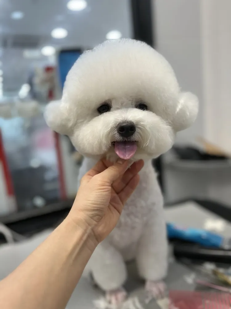 야옹아멍멍해봐 반석점 대표 이미지