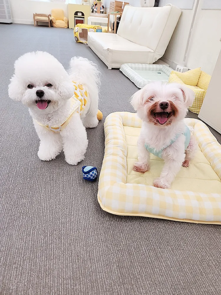 내 강아지의 봄 일산애견유치원&애견호텔 대표 이미지