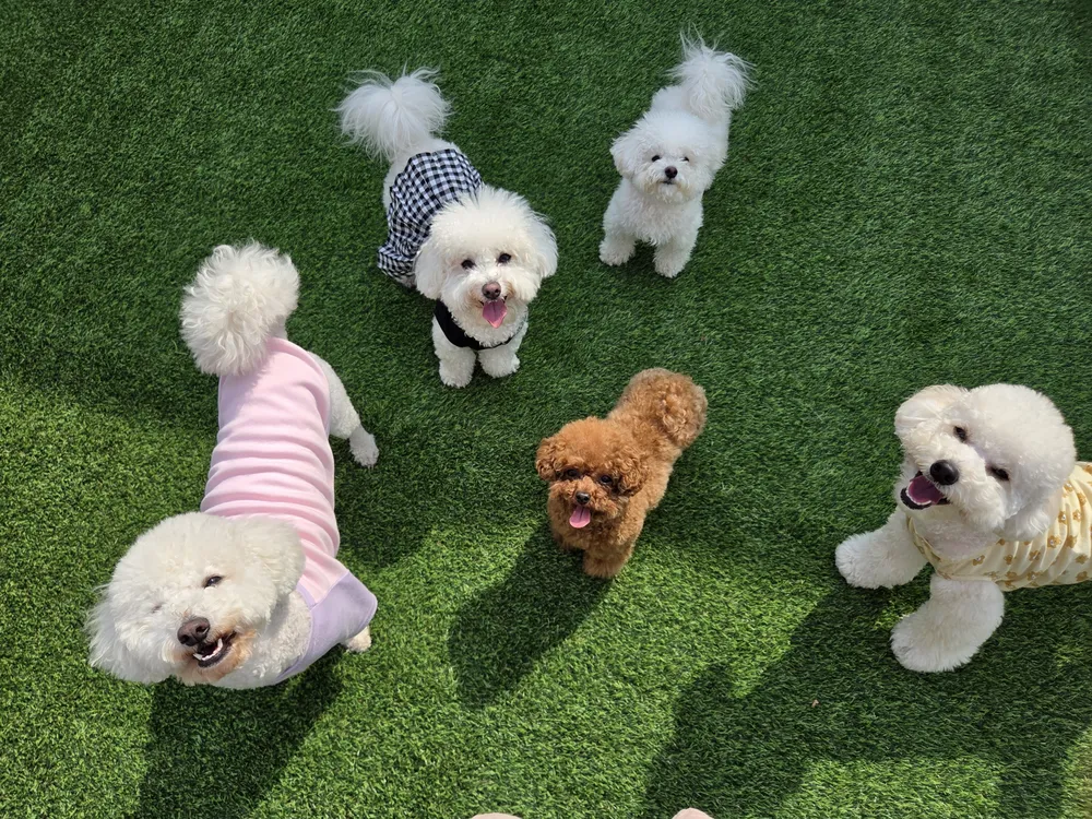 포근 애견유치원 대표 이미지