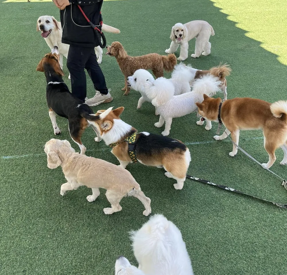 일산애견스쿨 대표 이미지