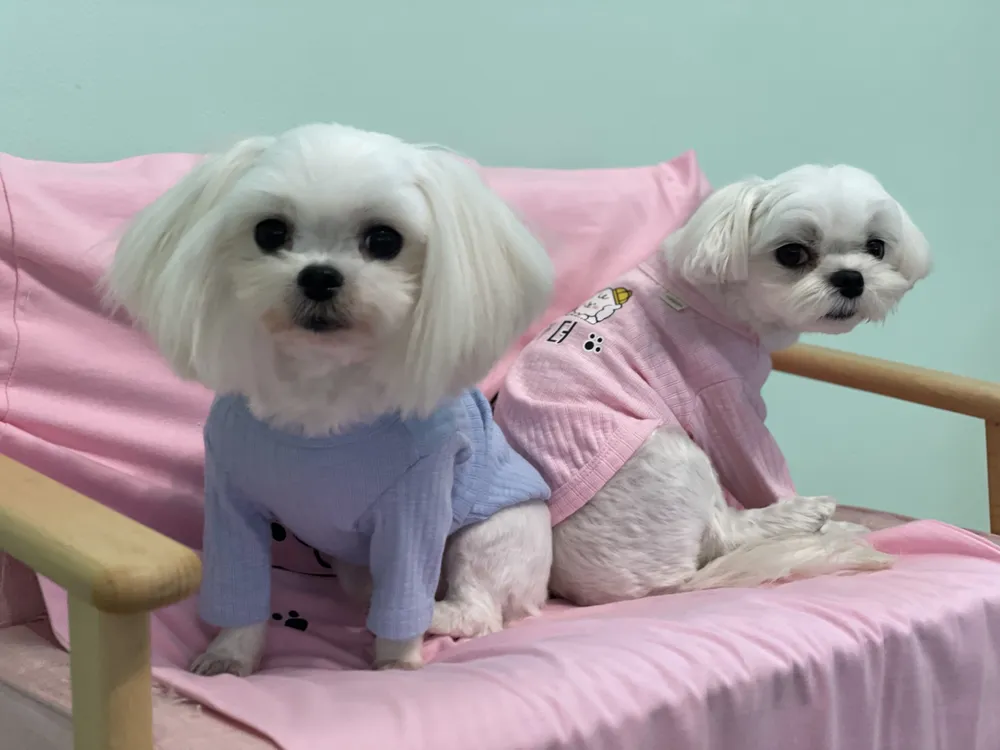 내가 더 애견 유치원,호텔,카페 대표 이미지