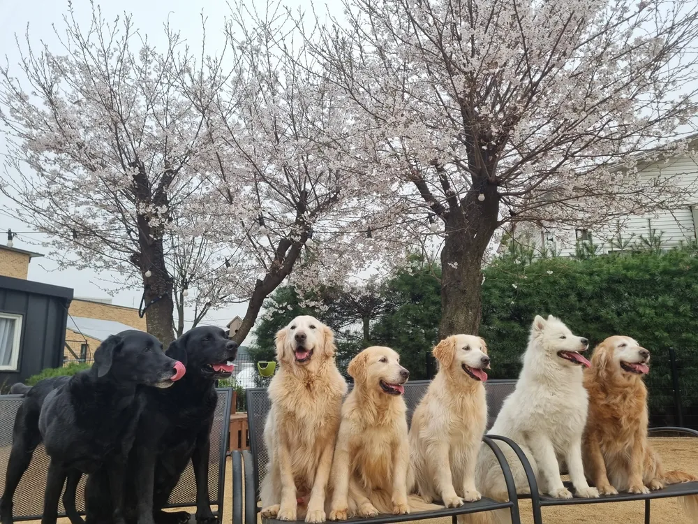 레이지독 대표 이미지