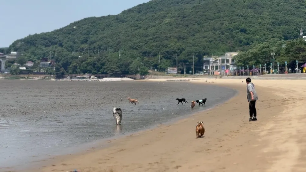 어스독 애견유치원 & 애견호텔 대표 이미지
