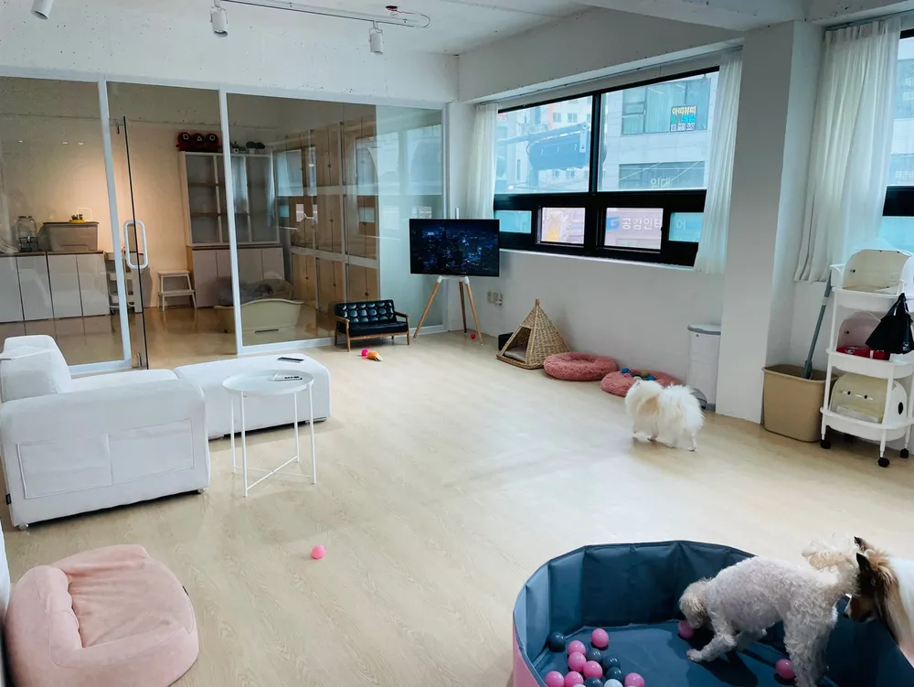 케니애견돌봄센터 대표 이미지