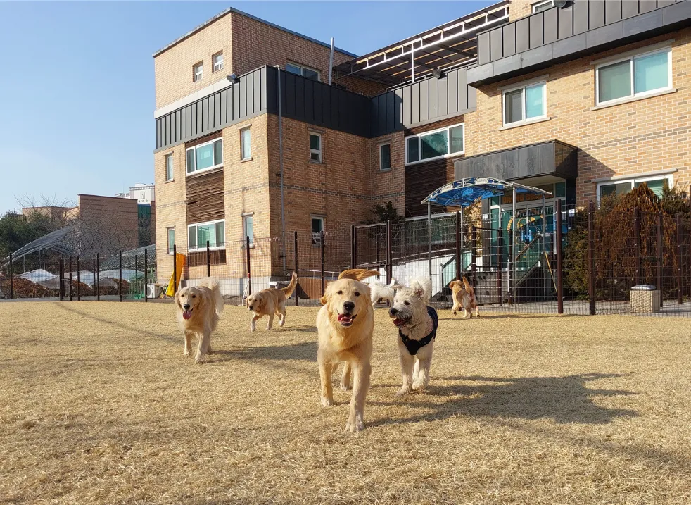902댕스쿨 애견유치원 애견호텔 대표 이미지