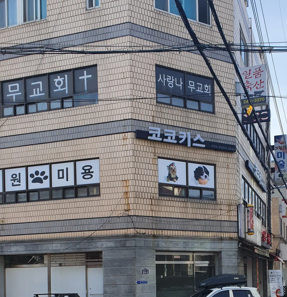 코코키스애견유치원 대표 이미지