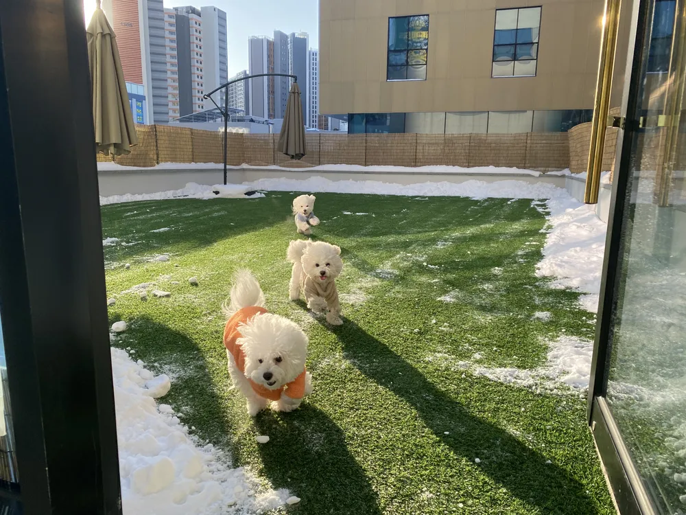 봉쥬르멍멍 대표 이미지