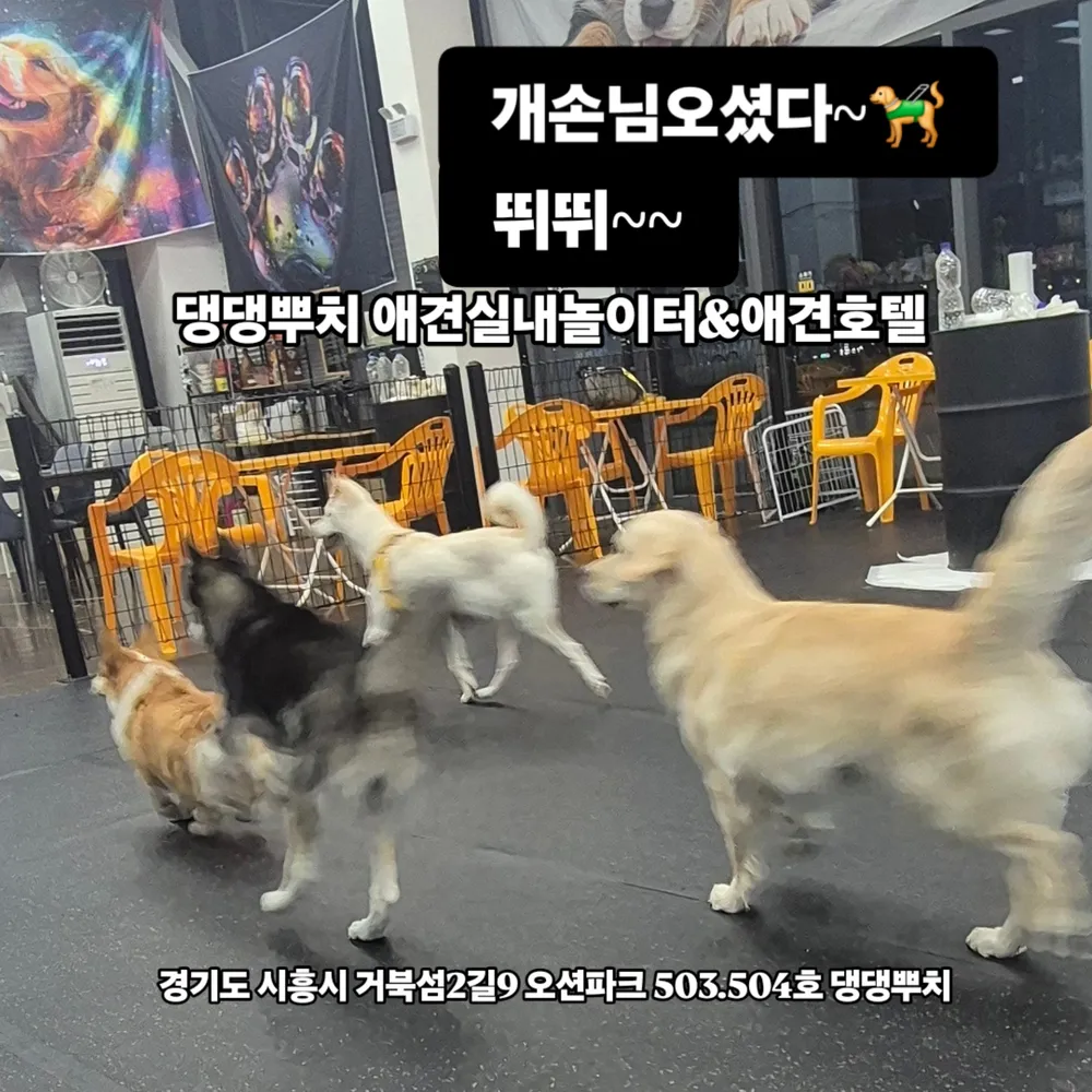 댕댕뿌치 대표 이미지