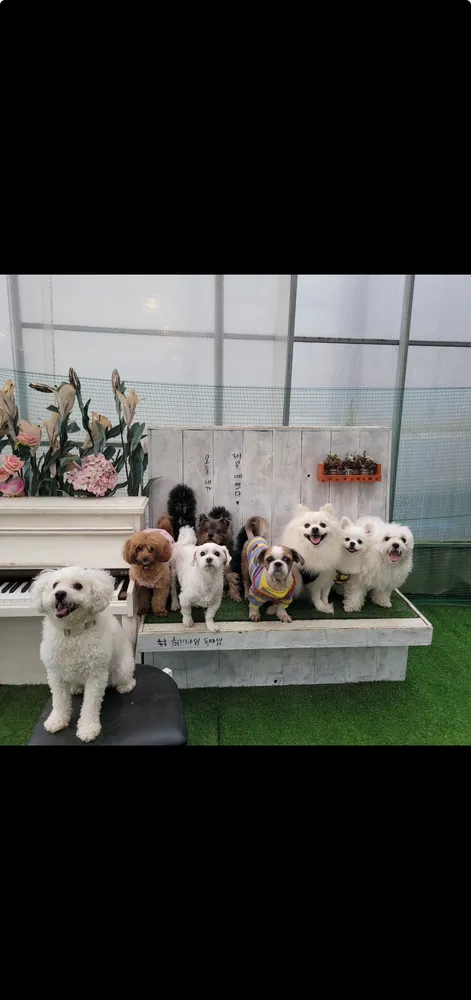 부미네댕치원 애견호텔 애견유치원 대표 이미지