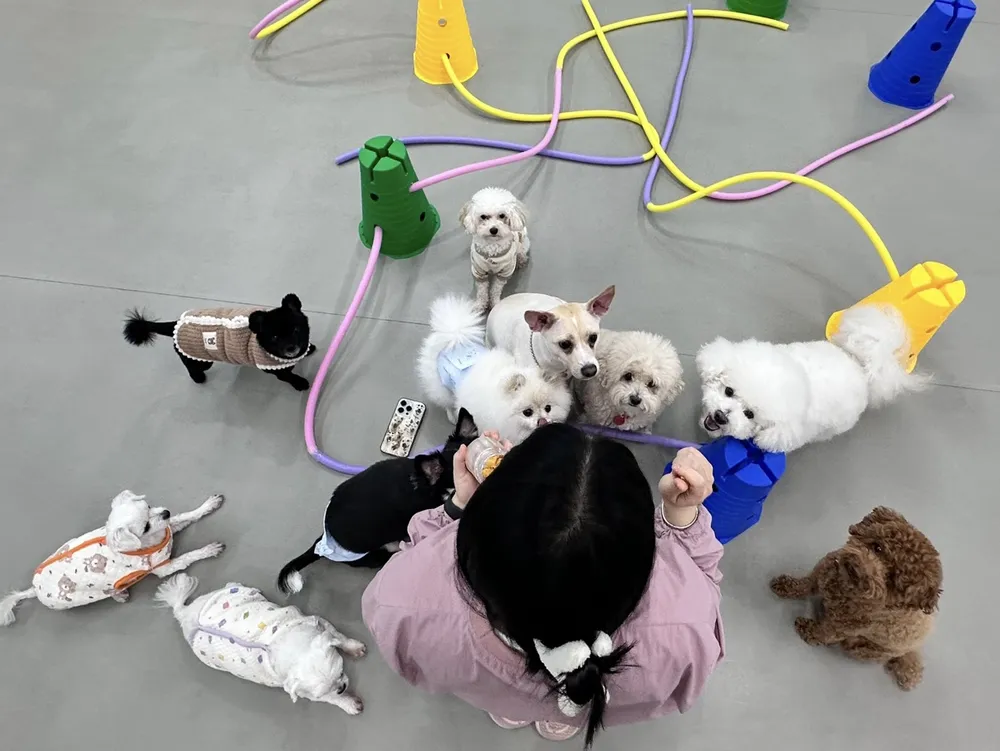 호두네 맡겨보개 애견유치원 애견호텔 애견미용 대표 이미지