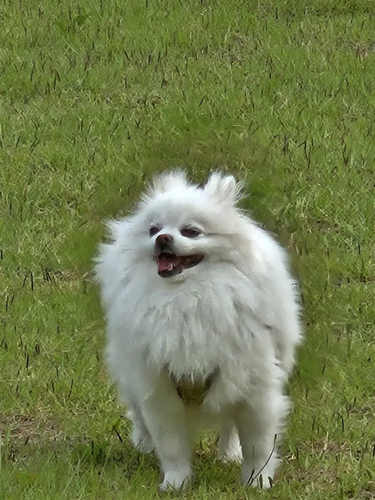 강아지클럽 대표 이미지
