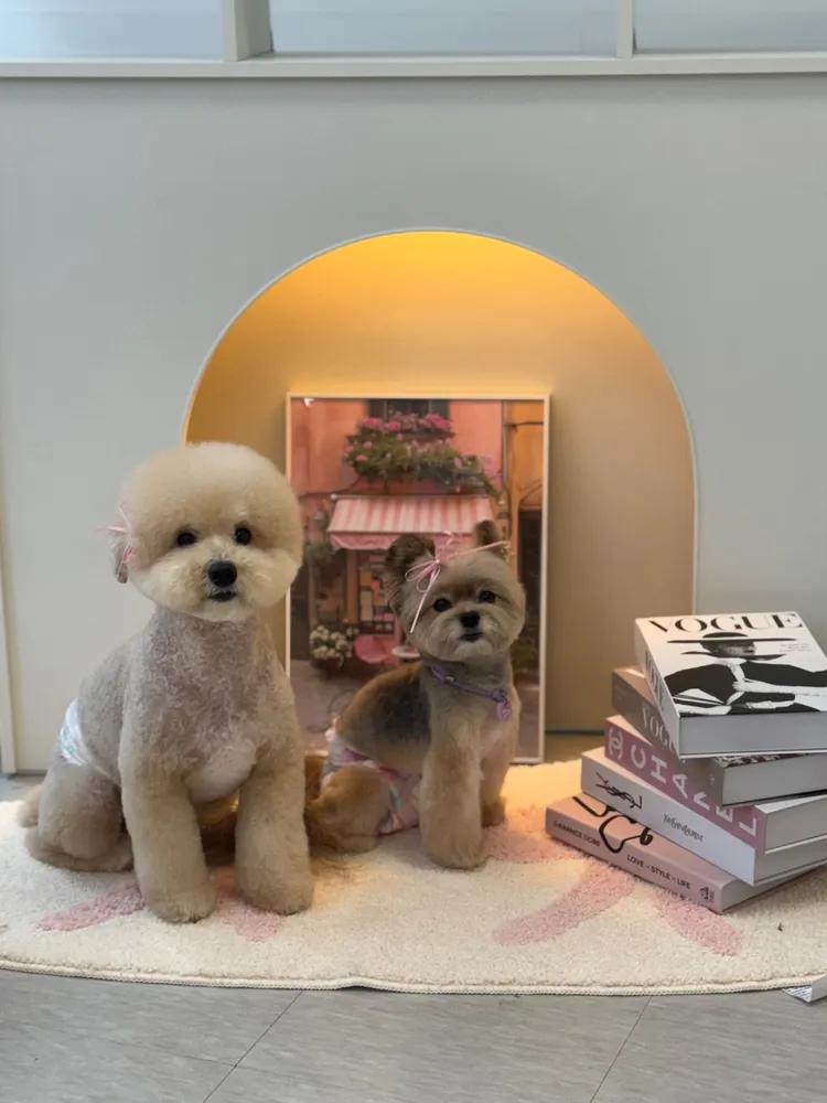 댕댕월드&퍼피 대표 이미지