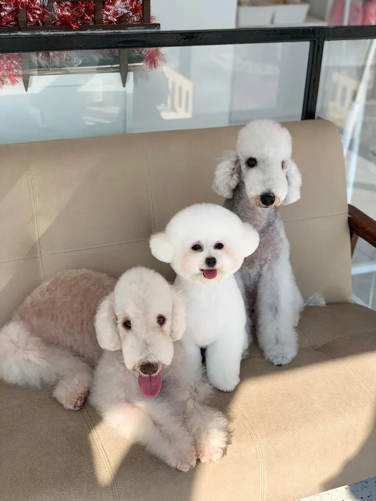 쓰담쓰담애견미용실 대표 이미지