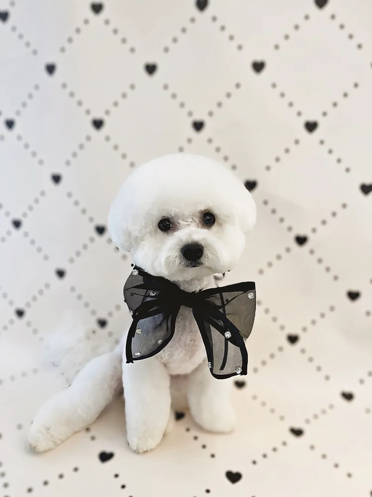 플러피독 애견미용&호텔&유치원 대표 이미지