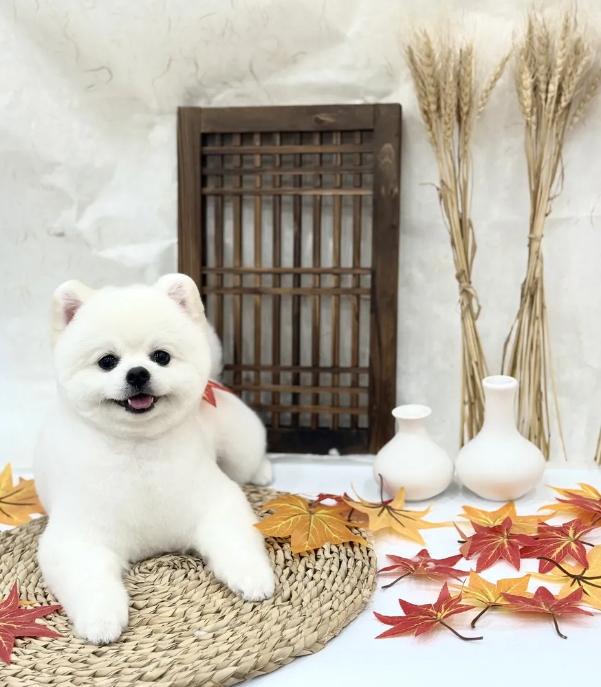 파인독 애견미용&호텔&유치원 대표 이미지