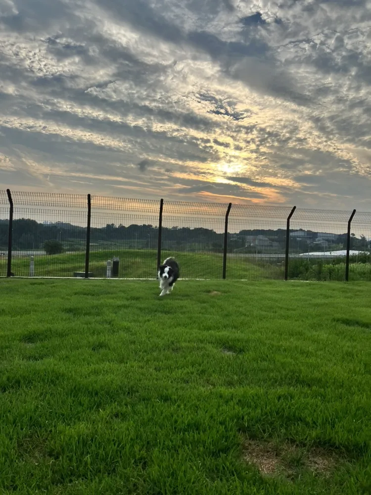 에스테르 독스 케어 하우스 대표 이미지