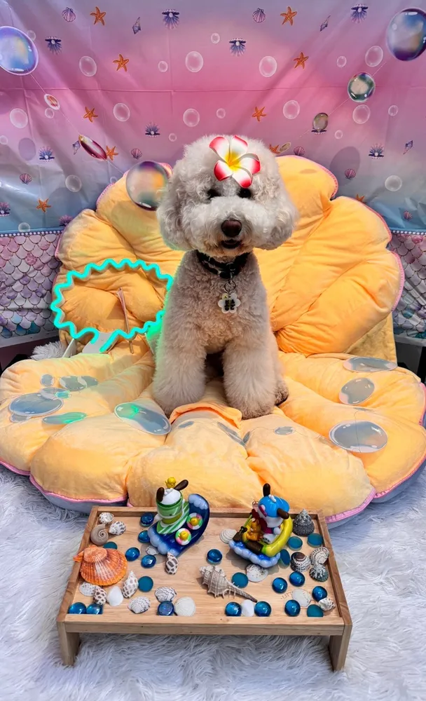 베베 애견유치원&호텔 대표 이미지