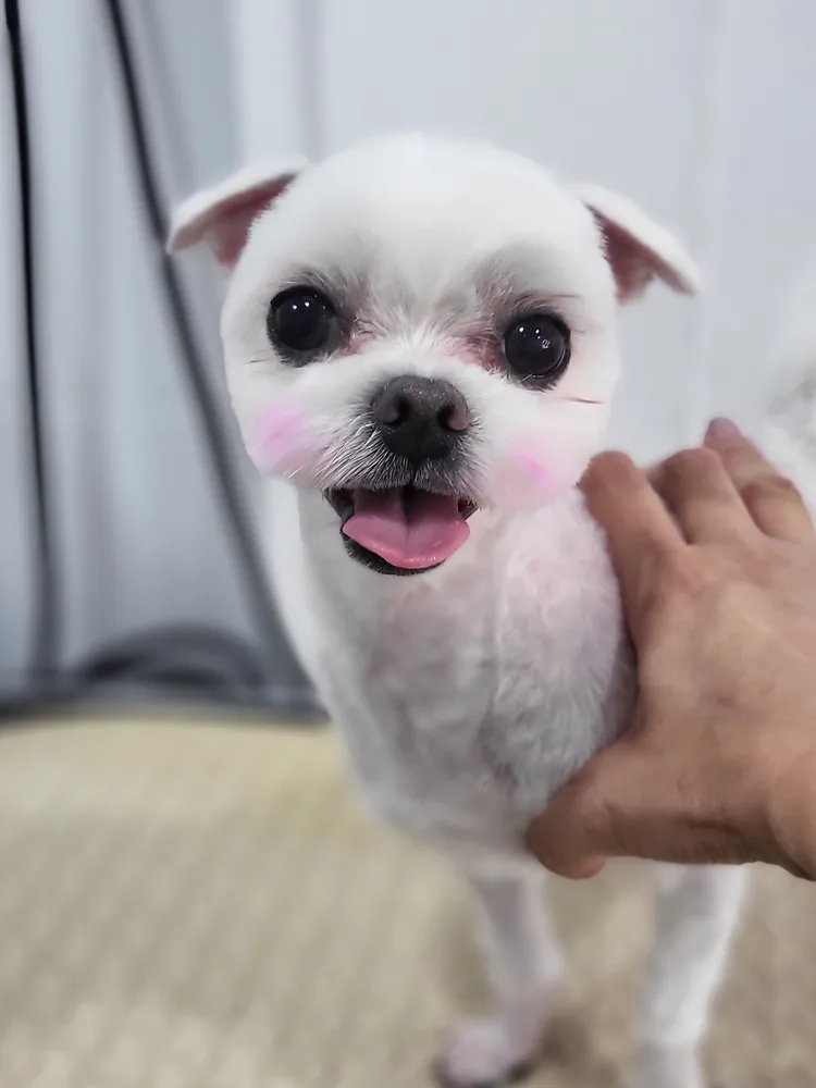 오키독키 애견미용&호텔&놀이터 대표 이미지