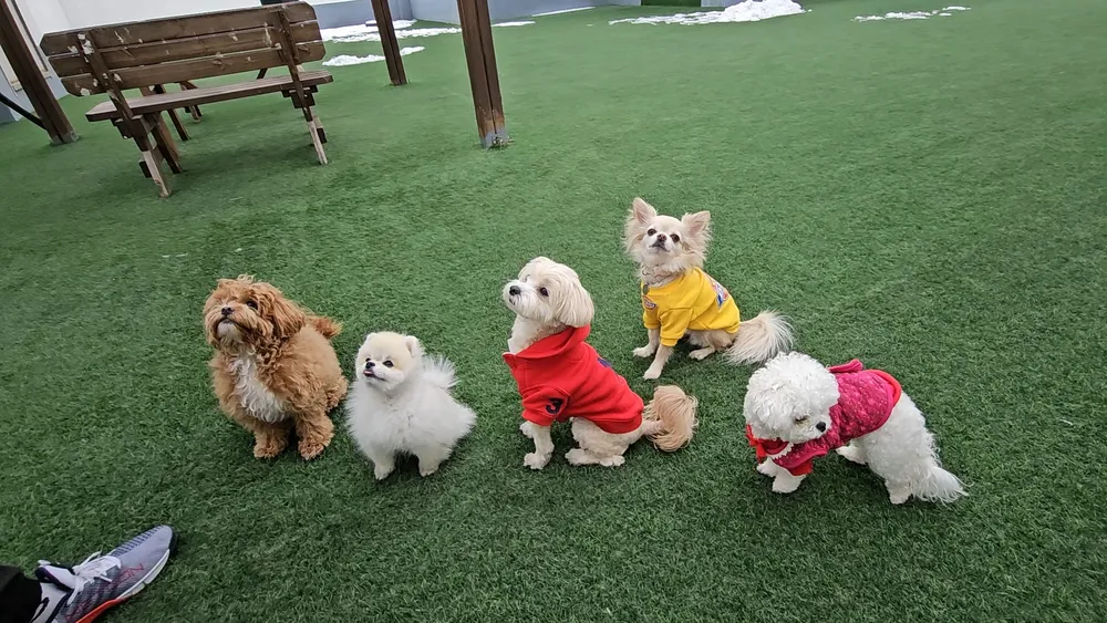 피피독 동탄애견유치원 애견호텔 애견교육 대표 이미지