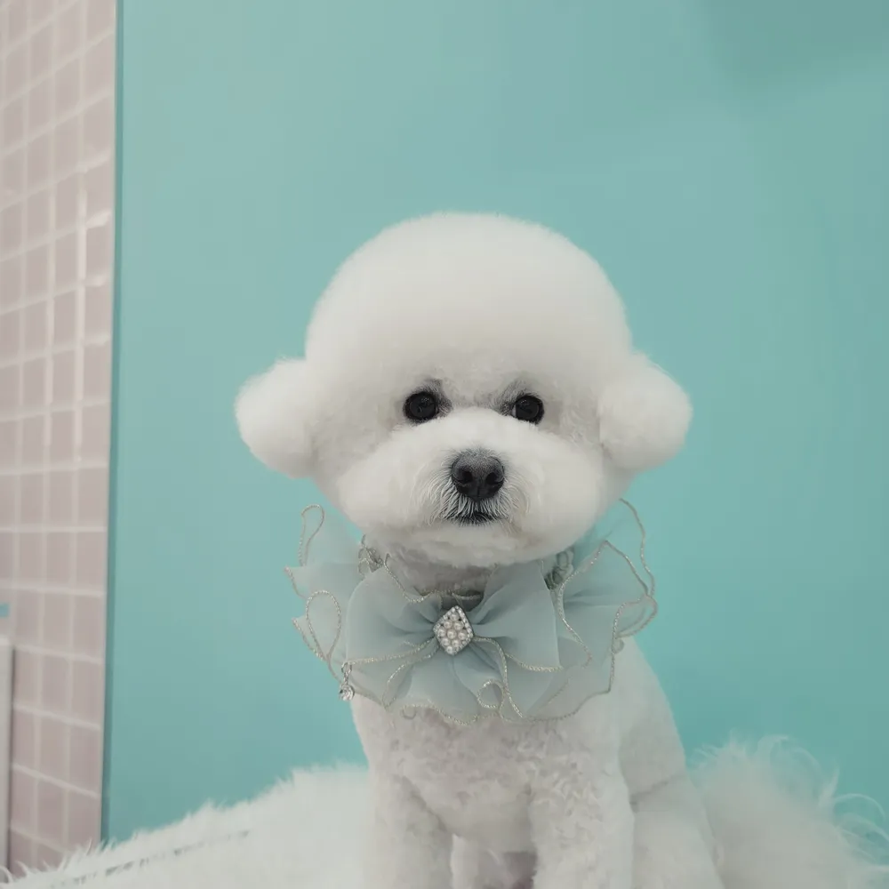 오도Dog펫살롱 대표 이미지