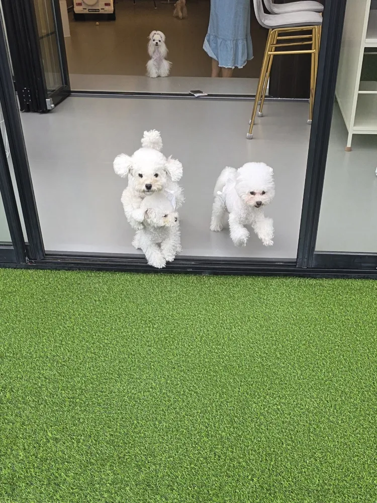 몽시오 대표 이미지