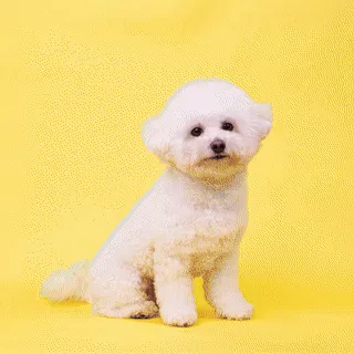 아이몽애견유치원 본점 대표 이미지