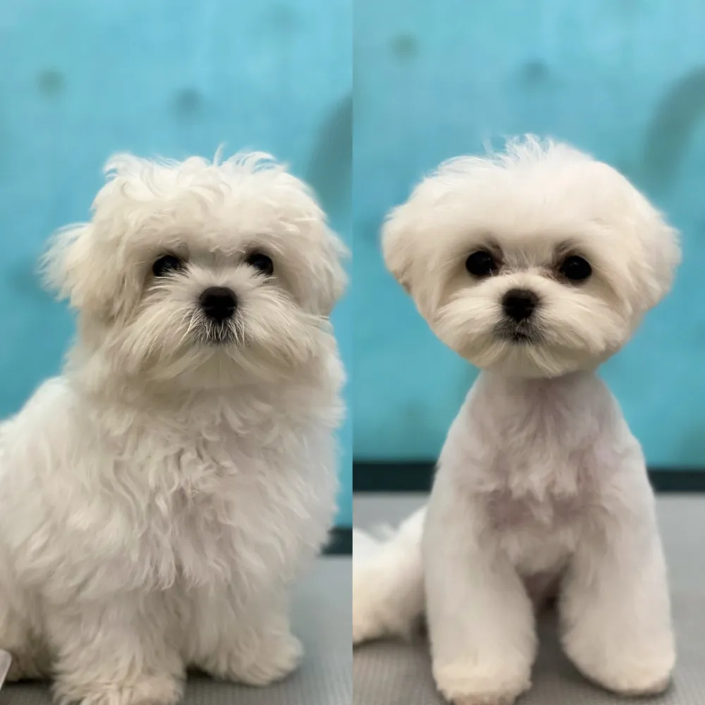 어반도그 대표 이미지