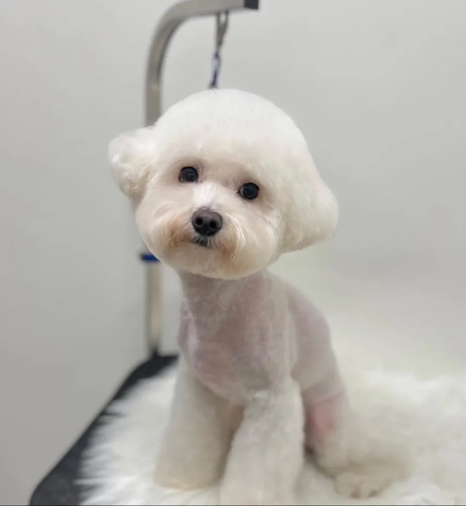 애견카페 다양하개 의정부본점 대표 이미지