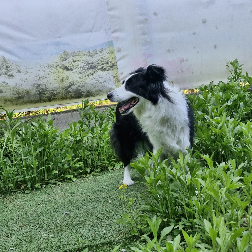 JM축구&강아지놀이터 대표 이미지