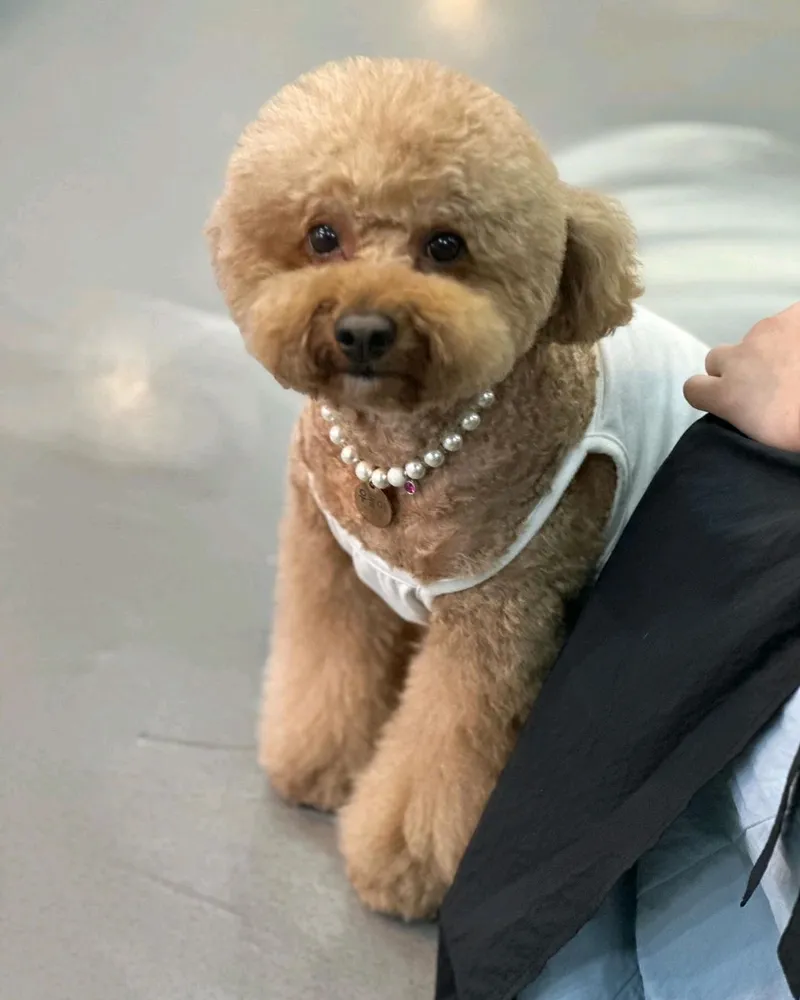 개스타그램 대표 이미지