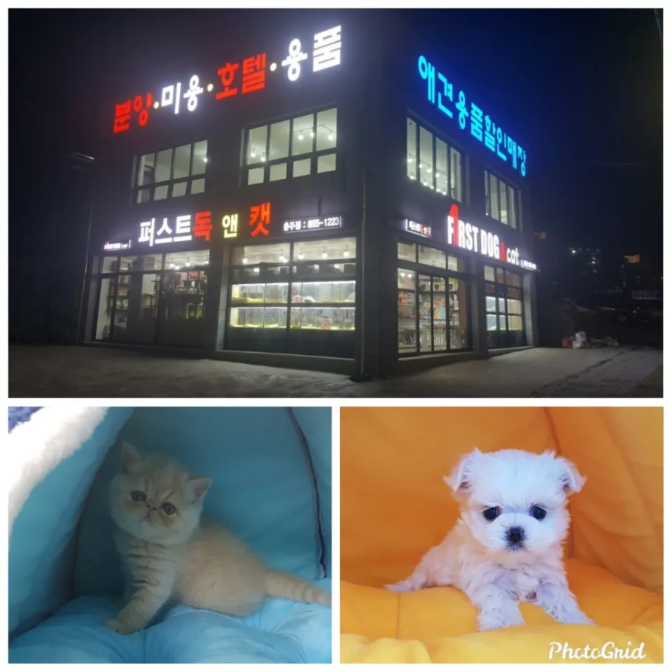퍼스트독&캣 대표 이미지