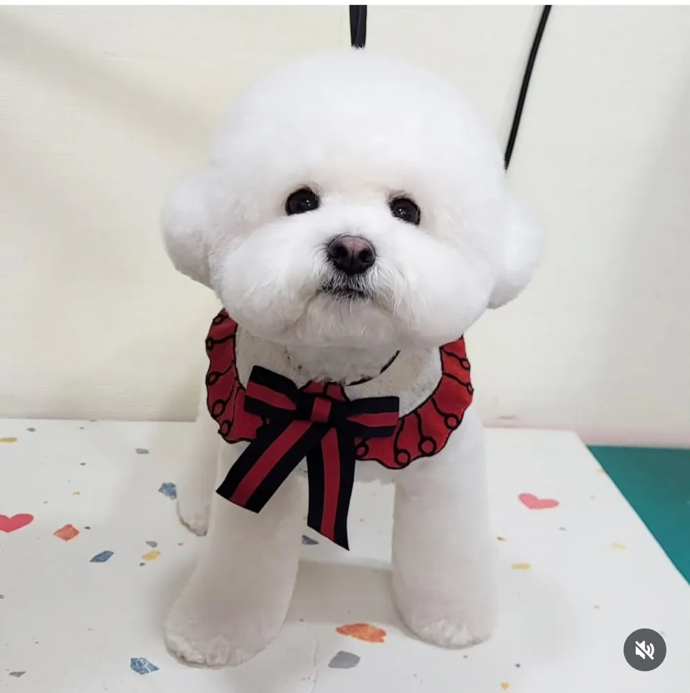 하나애견 대표 이미지