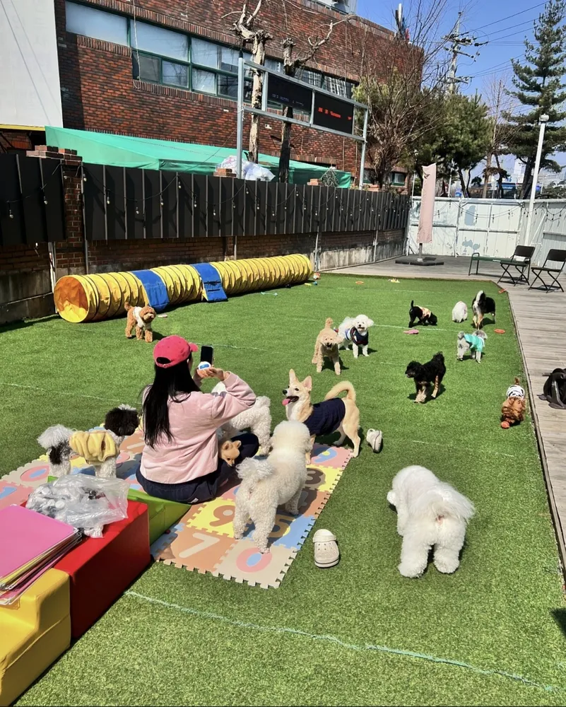 퍼피스테이 대표 이미지