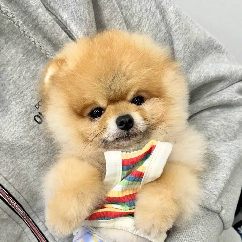 야옹아멍멍해봐 당진시곡점 대표 이미지