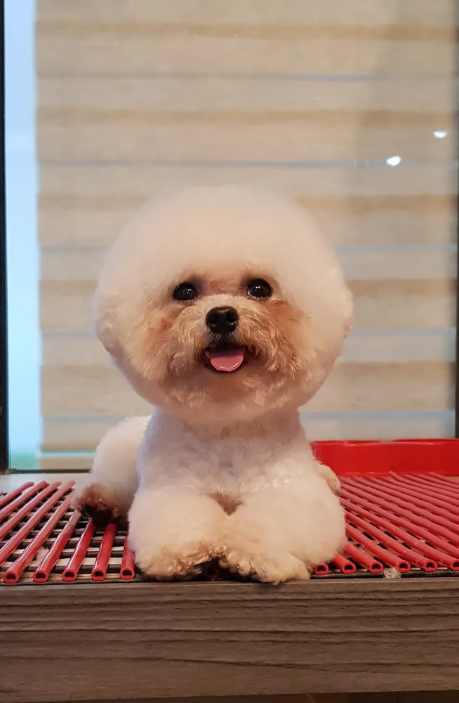 개최고 대표 이미지