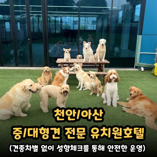 네버슬립독 대표 이미지