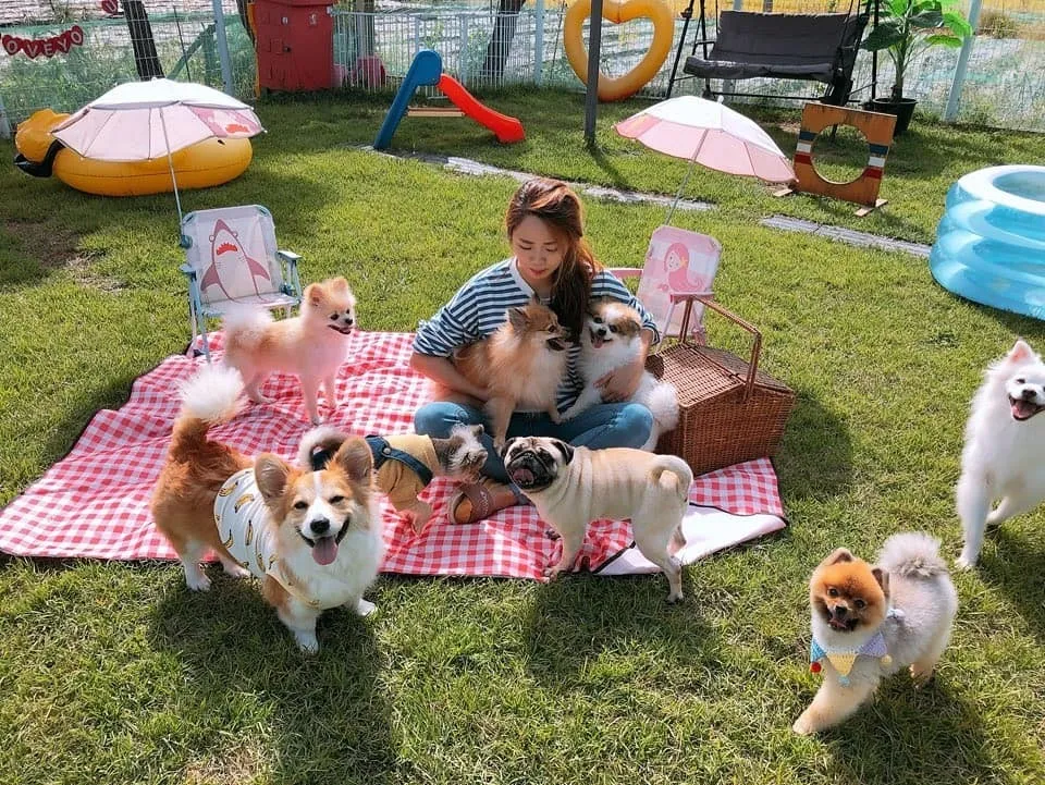 달려라멍멍 애견유치원 대표 이미지