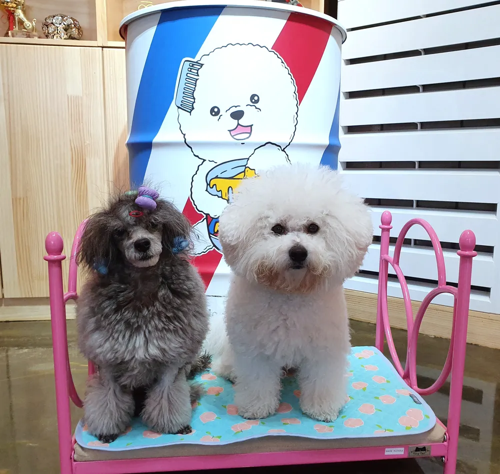 도그허니 대표 이미지