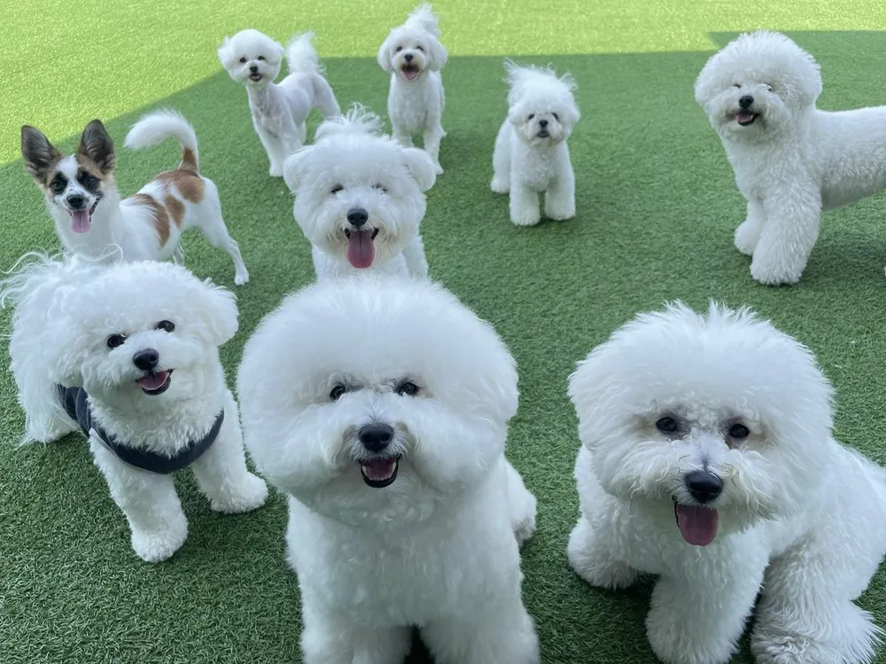 딩동댕독 애견유치원호텔 대표 이미지