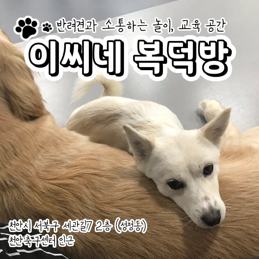 이씨네복덕방 애견유치원 대표 이미지