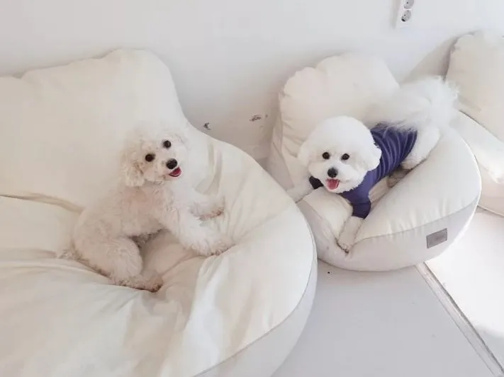 몽이랑애견스쿨 애견유치원호텔 대표 이미지
