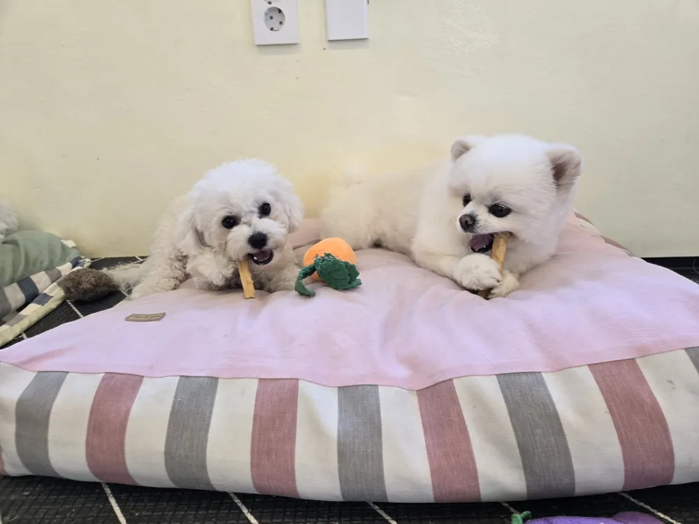 놀고가개 애견유치원&애견놀이방&애견호텔 대표 이미지