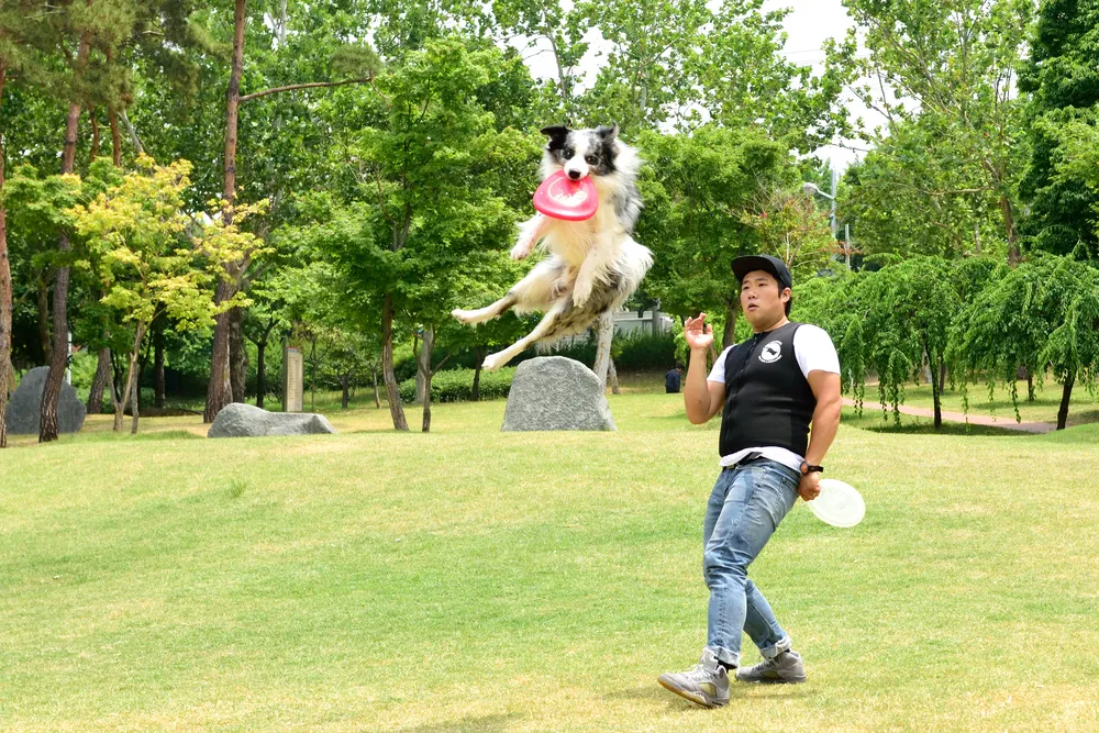 디스크독스쿨 대표 이미지